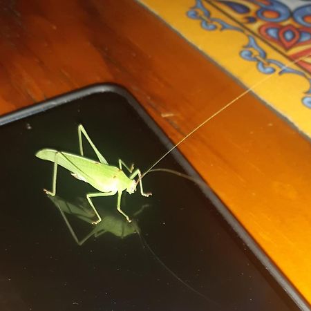 African Bush Escape 玛洛斯帕克 外观 照片