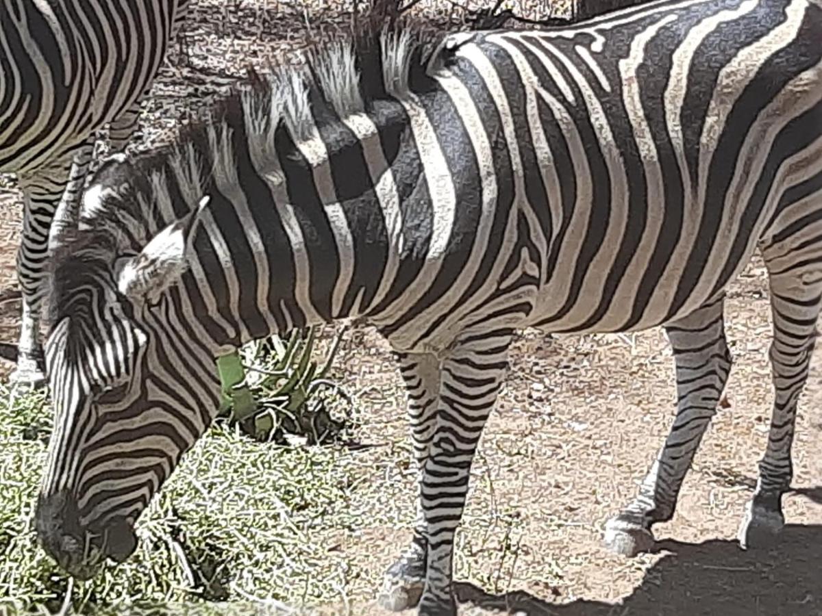African Bush Escape 玛洛斯帕克 外观 照片