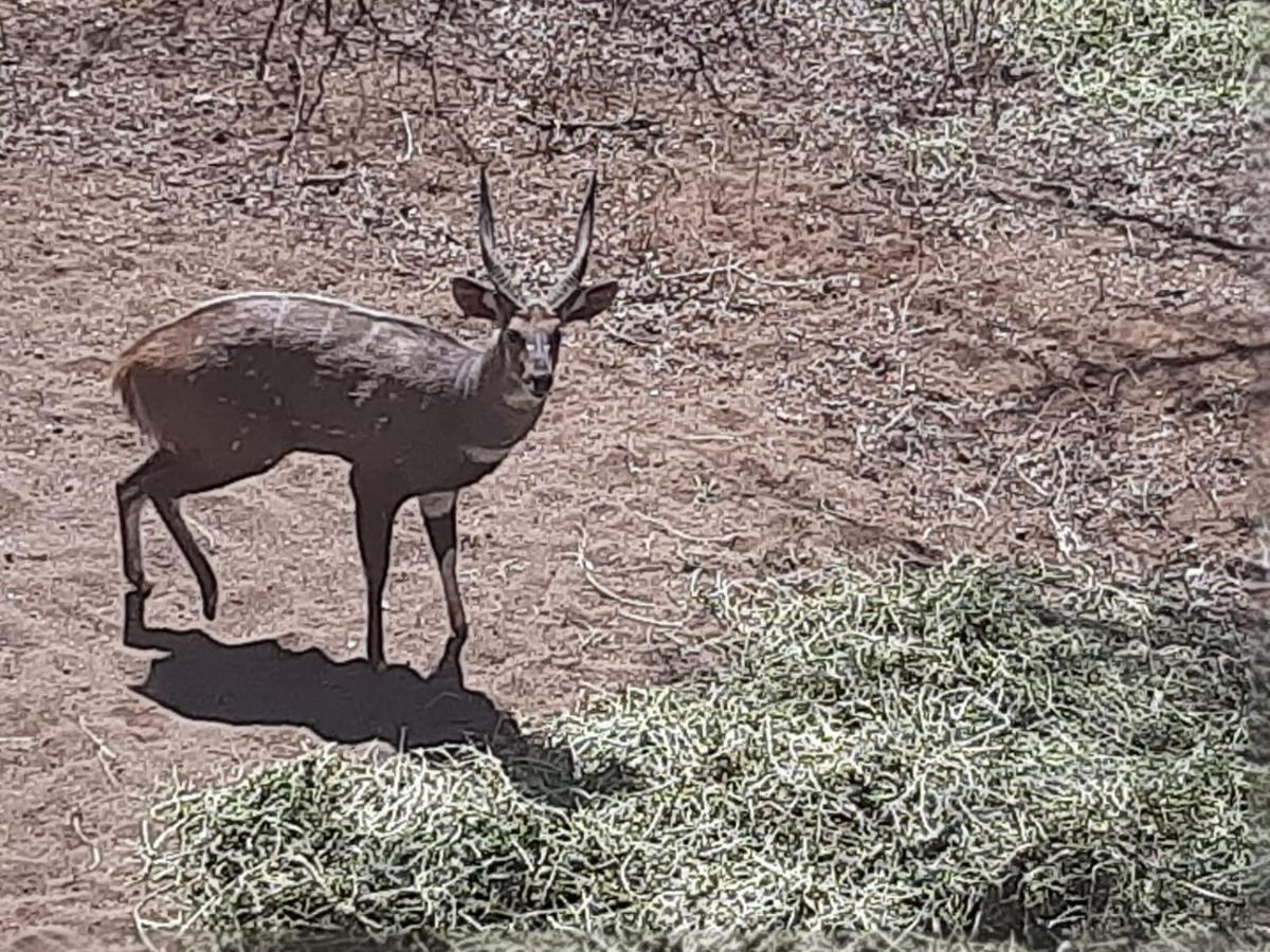 African Bush Escape 玛洛斯帕克 外观 照片