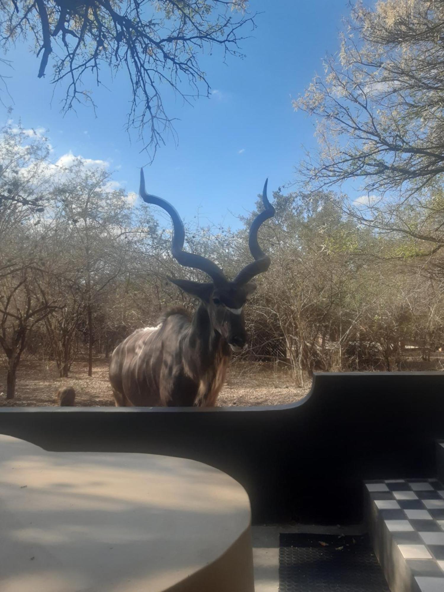 African Bush Escape 玛洛斯帕克 外观 照片