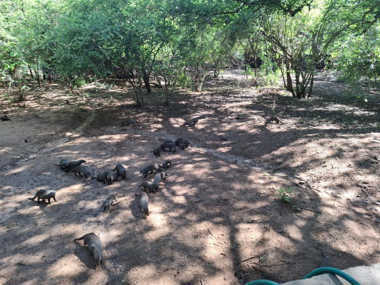African Bush Escape 玛洛斯帕克 外观 照片