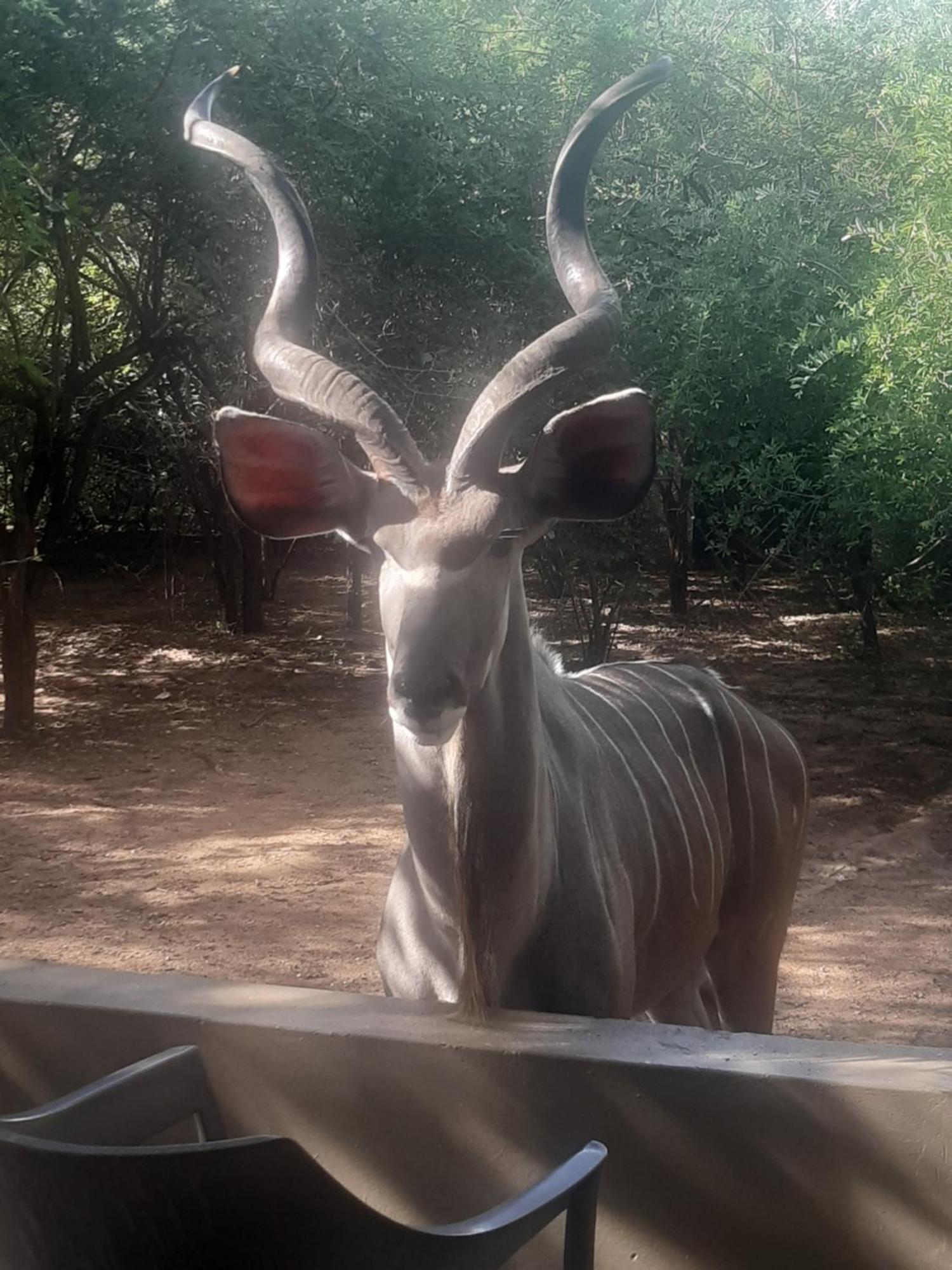 African Bush Escape 玛洛斯帕克 外观 照片