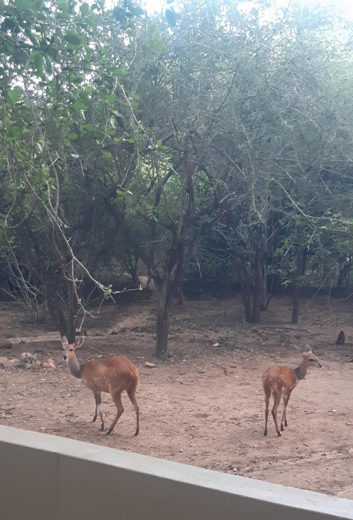 African Bush Escape 玛洛斯帕克 外观 照片