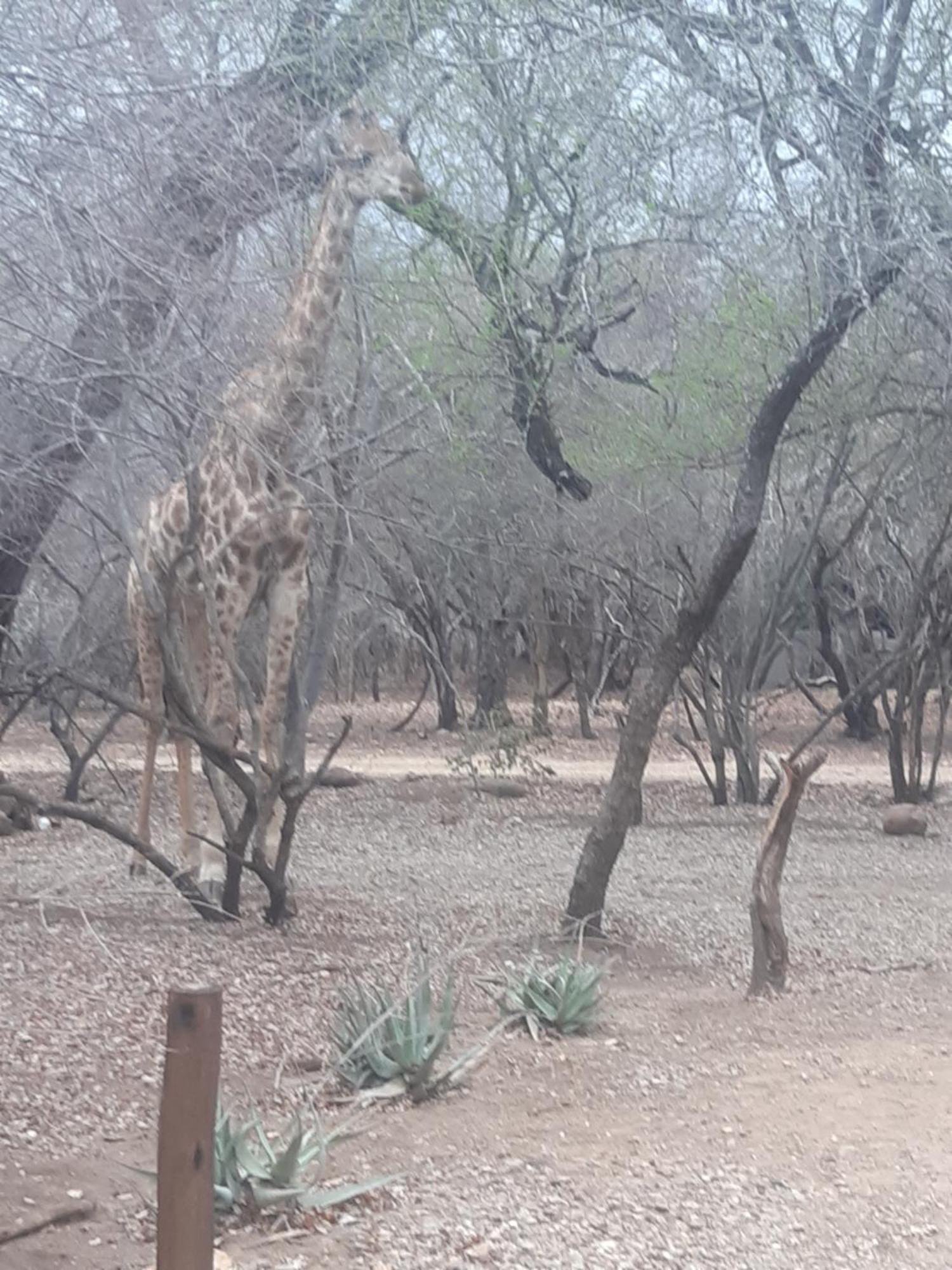 African Bush Escape 玛洛斯帕克 外观 照片